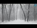 Relaxing sound of the wind • sounds of a blizzard • snowfall • winter in the forest • cry of a crow