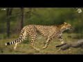 Injured Cheetah When Choosing Wrong Opponent, Can It Survive ? Wild Animals