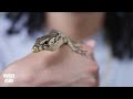 Invader Reptiles Vlog #21 | New Baby Sumbawa Water monitor 