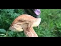 Неймовірні гриби в КАРПАТАХ