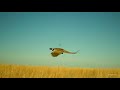 Hunting South Dakota's Upland Pheasants | ShotKam Gen 4