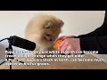 Pomeranian - Top 10 Amazing Facts