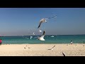 Travel to Kish Island in South of Iran | Bright Blue Sea and Withe Sands 🏝️