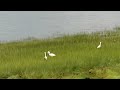 Happy Clouds and Hungry Egrets - June 26 2024