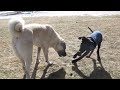 Great Dane Puppy playing with Anatolian pups