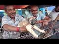 best dogs market in kolkata 🐕||world biggest dogs market||@DadaBhai582#youtubevideo #galiffstreet