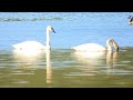 Trumpeter Swans and Canadian Geese