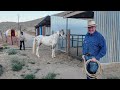 Rehabilitating a Fearful Horse Part 2