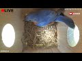 Building a Nest 🪹.  #birdhouse #birdhousecam