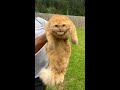 Orange Cat Held Up Angry