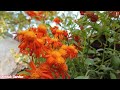 How To Grow And Care Maxican Flame Vine || #Maxicanflamevine complete Care Tips ||Urdu/Hindi