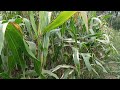 Cinematic Video Kebun Jagung || Part 2