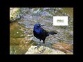 Common Grackle Sound - Birds Call for Pro Hunters