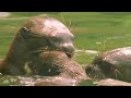 Why The Fearless Giant Otters Are Called River Wolves | Our World