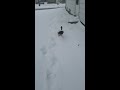 Snow ducky!