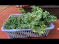No care required. Let's explore the easy method of growing kale in soil bags for beginners.