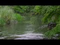 The beautiful little river is raining(168) , sleep, relax, meditate, study, work, ASMR