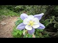 Diamond Lake Trail - Nederland, CO - Summer Hike - 4K