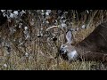 White-tailed Deer - Buck (3/3)