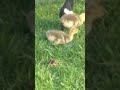 🐥Newborn geese 💕