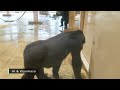 Huge Male Gorilla Slaps His Son's Back So Hard! | The Shabani Group | Silverback