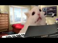 Rush :D but played by a real cat