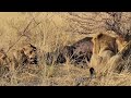 Pride of lions team up to take down and kill a Cape Buffalo