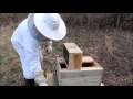 Step by Step Guide: Starting a Bee Hive with boxed bees Tutorial Beginners Guide