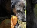 Catahoula eating sweet potato