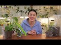 Do THIS, Not THAT Plant Care - Watering, Lighting, Repotting, Soil, Fertilize - Houseplant Care 101