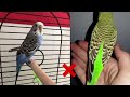 Avoid These 10 Budgie Care Mistakes