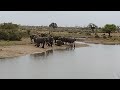 Elephant herd South Africa September 2023