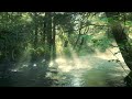 Beautiful River Flowing Sound. Forest River, Relaxing Nature Sounds/ Sleep/ Relax with ambiente
