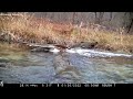 Pennsylvania Wildlife at the Log   1/2022