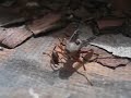 wasp cleans it's neck hole then flys off with it's decapitated head WTF! #SHORTS