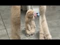 [1 HOUR] Funniest Dogs And Cats Videos - Best Funny Animal Videos Of April 2024