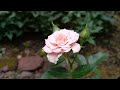 Beautiful roses || Baby soft pink roses || Gardening