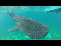 Diving with hand-fed Whale Sharks at Oslob, Philippines
