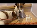 【母犬入院中】お母さんがいない！散歩もするも気なし。母犬を探し回る姿に泣いてしまいます。/ジャックラッセルテリア 親子