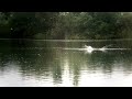 Big Carp Jumping (UK) - Slow Motion