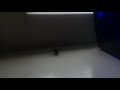 A breakdancing fly