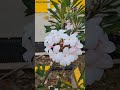 Plumeria flower Plant White Color|plumeria flower|flower.#viral #plant #flowers #natureflowers#short
