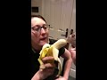 Hamster eating banana
