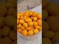 cortando fruta del dragón limones y Kumquat por primera vez.