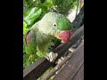 রাজা রানী দুই জনেই আনন্দ করছে 🦜😅#parrot #youtube #viralparrot #youtube #viral