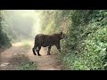Выживание в дикой природе - Часть 1-3 - Документальный фильм - Сборник