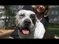 MY GIANT XXL AMERICAN BULLY - THE LARGEST 'PITBULL' ON EARTH!