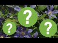 5 Things You Didn’t Know About Growing Clematis / Discover The Secret To Growing Beautiful Vines