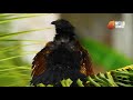 Bird Watching in Sri Lanka | Greater Cocaul