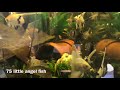 Angelfish meet the Angels for sale